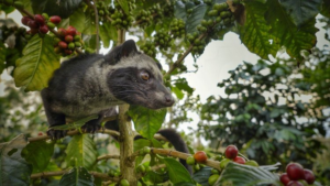 Арабіка Kopi Luwak Копі Лювак