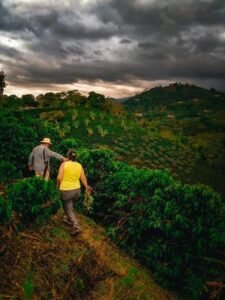 Арабика Колумбия Pink Bourbon Washed Quebraditas 250 грамм Арабика Колумбия Pink Bourbon Washed Quebraditas 250 грамм