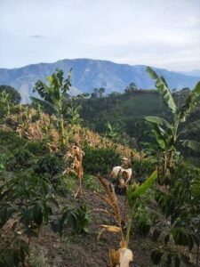 Арабика Колумбия Pink Bourbon Washed Quebraditas 250 грамм Арабика Колумбия Pink Bourbon Washed Quebraditas 250 грамм