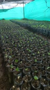 Арабика Колумбия Pink Bourbon Washed Quebraditas 250 грамм Арабика Колумбия Pink Bourbon Washed Quebraditas 250 грамм