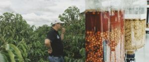 Кава в зернах Colombia Decaf Bourbon Paraiso 92