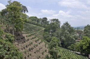 Кава в зернах Colombia Decaf Bourbon Paraiso 92