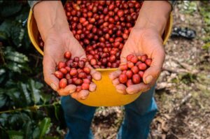 Кава в зернах Арабіка Гондурас Organic